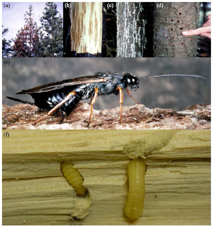 Image for - Identification of Sirex noctilio and Native North American Woodwasp Larvae using DNA Barcode