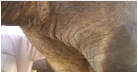 Image for - Acaricidal Efficacy of Ivomec (Ivermectin) and Dectomax (Doramectin) on Sarcoptic  Mange Mites (Sarcoptes spp.) of Arabian Camels (Camelus dromedarius)  in Saudi Arabia