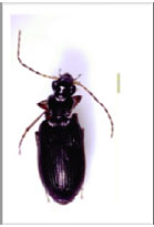 Image for - Ground Beetle (Coleoptera: Carabidae) at Lanjak Entimau, Sarawak, Malaysia