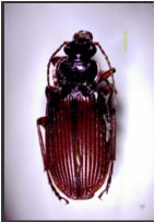 Image for - Ground Beetle (Coleoptera: Carabidae) at Lanjak Entimau, Sarawak, Malaysia