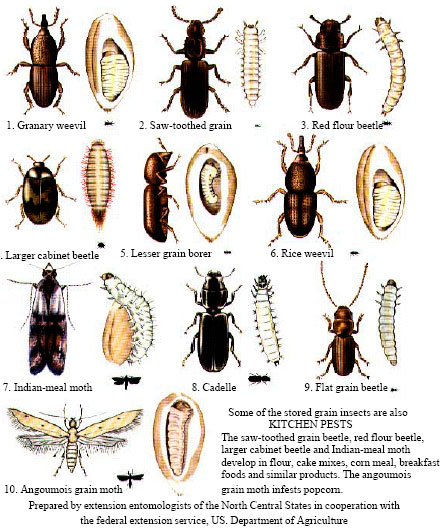 Image for - Control Strategies of Stored Product Pests
