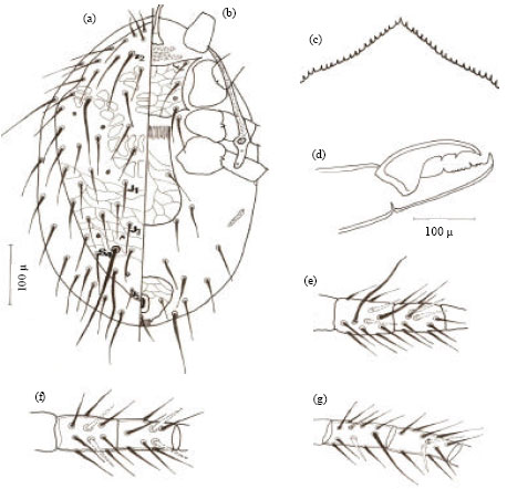 Image for - Predaceous Mites in Al-Qassim Region, Saudi Arabia, with Description of Two New Laelapid Species (Acari: Gamasida: Laelapidae)