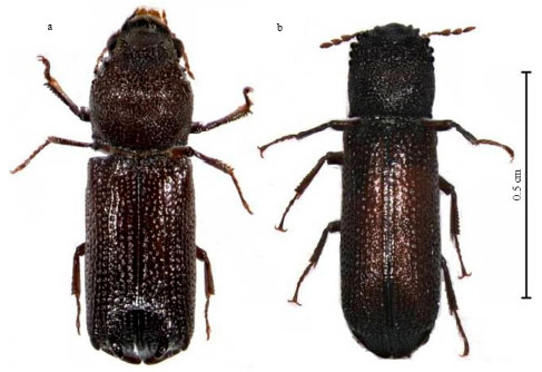 Image for - World Distribution of Heterobostrychus aequalis Waterhouse (Coleoptera: Bostrychidae)