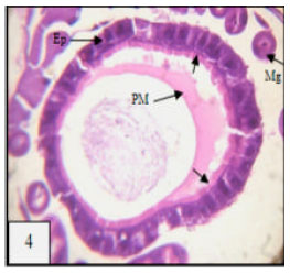 Image for - Larvicidal, Histopathological and Ultra-structure Studies of Matricharia chamomella Extracts Against the Rift Valley Fever Mosquito Culex quinquefasciatus (Culicidae: Diptera)