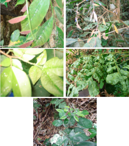 Image for - Biodiversity of Jumping Plant-lice of the Psyllidae Family (Hemiptera: Psylloidea) from the South Region of Cameroon: Faunistics, Phenology and Host Plants