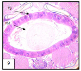 Image for - Larvicidal, Histopathological and Ultra-structure Studies of Matricharia chamomella Extracts Against the Rift Valley Fever Mosquito Culex quinquefasciatus (Culicidae: Diptera)