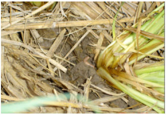 Image for - Incidence of the Pink Noctuid Stem Borer, Sesamia inferens (Walker), on Wheat under Two Tillage Conditions and Three Sowing Dates in North-western Plains of India