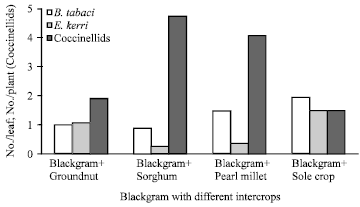 Image for - Impact of Intercrops on Insect Pests of Blackgram, Vigna mungo L.