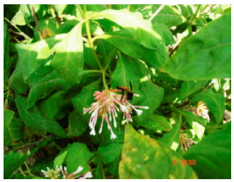 Image for - Psychophilous Mode of Pollination Predominates in Sarpagandha (Rauvolfia serpentina)