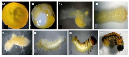Image for - Temperature Discerns Fate of Antheraea mylitta Drury Eggs During Embryonic Development