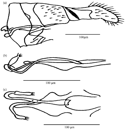 Image for - Role of Morphometric Description of Female Genitalia to Discriminate Phlebotomine Sand Flies Species (Diptera; Psychodidae; Phlebotominae) from Northern Part of India