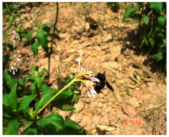 Image for - Psychophilous Mode of Pollination Predominates in Sarpagandha (Rauvolfia serpentina)