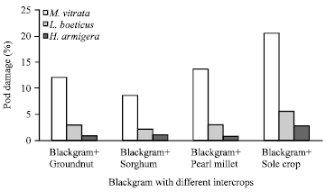 Image for - Impact of Intercrops on Insect Pests of Blackgram, Vigna mungo L.