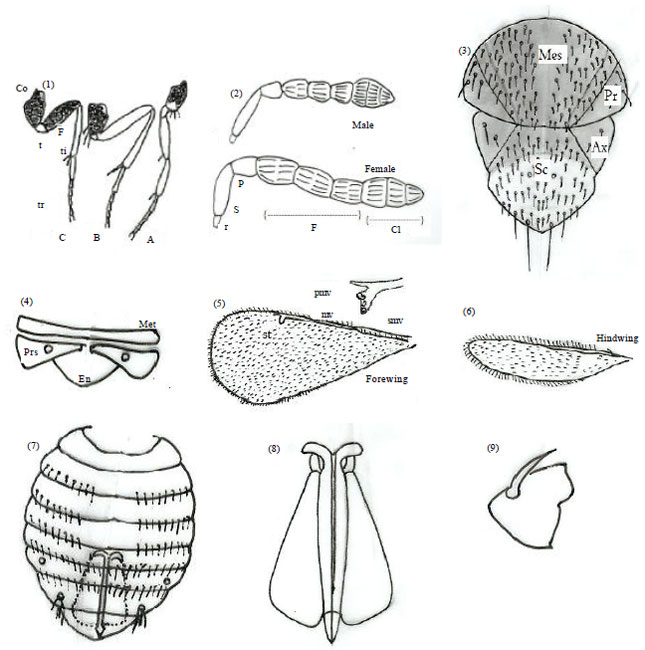 Image for - A new species of Coccophagus from Egypt (Hymenoptera: Chalcidoidea: Aphelinidae)