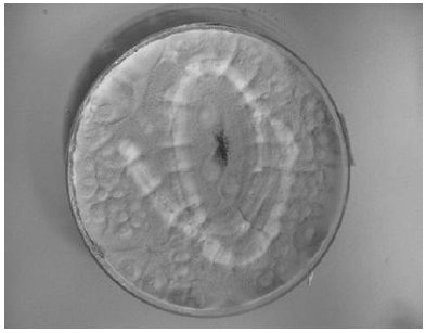Image for - First Record of Isaria fumosorosea Wize (Deuteromycotina: Hyphomycetes) Infecting Bemisia tabaci (Gennadius) (Hemiptera: Aleyrodidae) in Malaysia