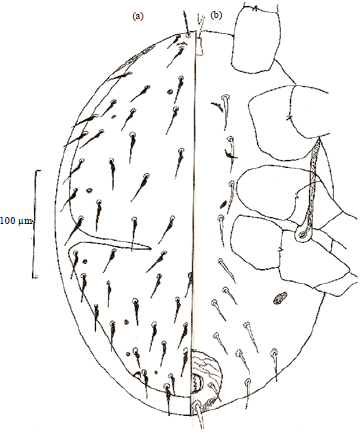 Image for - A New Laelapid Mite  Cosmolaelaps qassimensis sp. nov (Gamasida: Laelapidae) from Agro-Ecosystem in Saudi Arabia