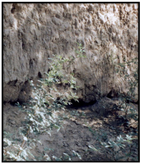 Image for - A Cross-sectional Study on Scorpionism in Masjed Soleyman County, Southwestern 
  Iran