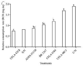 Image for - Behavior of Callosobruchus maculatus Populations Fed with Vigna  unguiculata Grain Cultivated with Diazotrophic Bacteria Strains