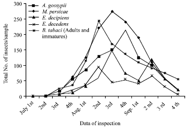 Image for - Susceptibility of Certain Solanaceous Plant Varieties to Some Homopterous Insects Infestation