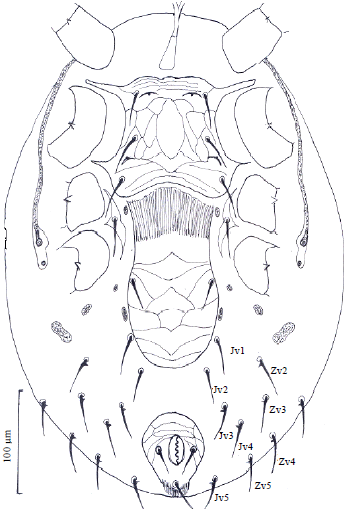 Image for - A New Laelapid Mite Cosmolaelaps qassimensis sp. nov (Gamasida: Laelapidae) from Agro-Ecosystem in Saudi Arabia
