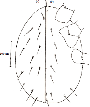 Image for - A New Laelapid Mite Cosmolaelaps qassimensis sp. nov (Gamasida: Laelapidae) from Agro-Ecosystem in Saudi Arabia