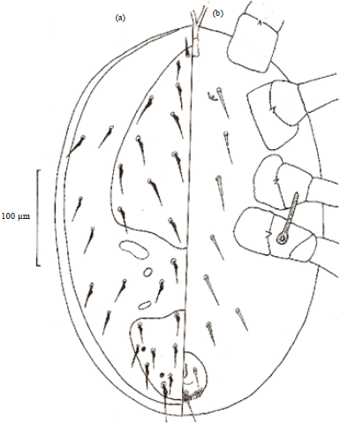 Image for - A New Laelapid Mite  Cosmolaelaps qassimensis sp. nov (Gamasida: Laelapidae) from Agro-Ecosystem in Saudi Arabia