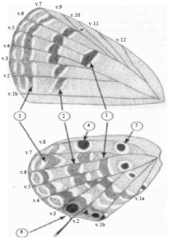 Image for - Description of the Egyptian Form of Chilades pandava Horsfield (Lepidoptera: Lycaenidae: Polyommatinae) and Ultrastructure of Antennal Sensilla