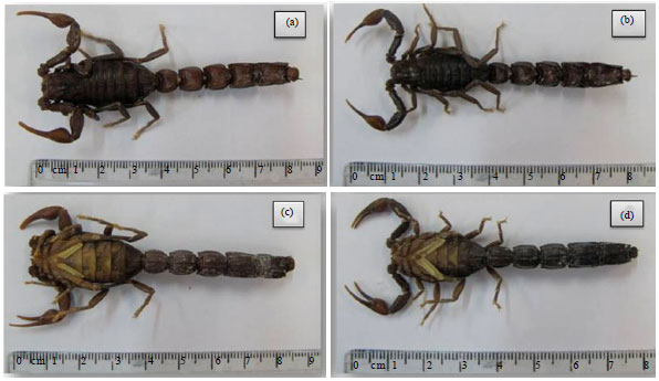Image for - Morphometry Indices of the Black Fat-tailed Scorpion Androctonus crassicauda (Scorpiones Buthidae), from Fars Province, Southern Iran