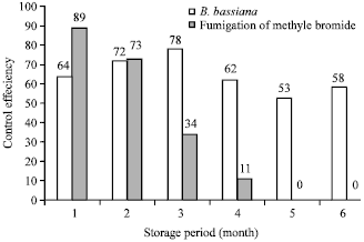 Image for - A Study on the Efficiency of Beauveria Bassiana Isolate Inoculation Release for Oryzaephilus surinamensis Control in Date Store Condition
