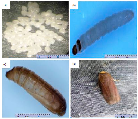 Image for - Observations on the Biology and Larval Instars Discrimination of Wax Moth Achroia grisella F. (Pyralidae: Lepidoptera)