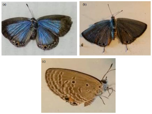 Image for - Description of the Egyptian Form of Chilades pandava Horsfield (Lepidoptera: Lycaenidae: Polyommatinae) and Ultrastructure of Antennal Sensilla
