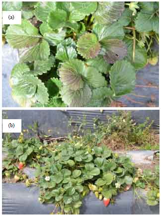 Image for - Phytophagous Mites Associated to Fragaria spp., Advances in Pest Management in South America
