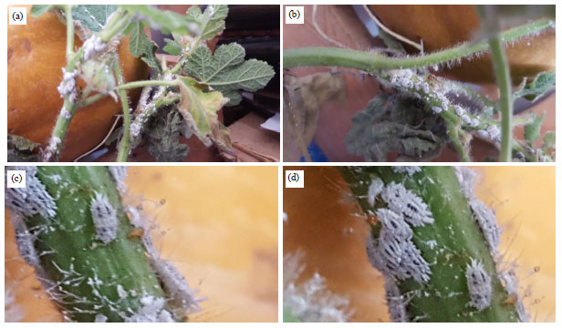Image for - New Record of Host Plants of Invasive Mealybug Phenacoccus solenopsis Tinsley (Tinsley, 1898), (Hemiptera: Pseudococcidae) in Alexandria and Behaira Governorates