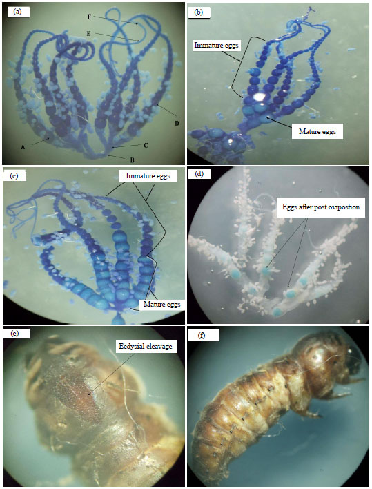 Image for - Effect of Sublethal Dose of Hexaflumuron on the Ovary and Egg Maturation of Spiny Bollworm, Earias insulana (Boisd.)