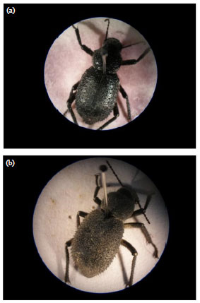 Image for - Impact of Cement Dust on the Testis of Tachyderma hispida (Forskal, 1775) (Coleoptra: Tenebrionidae), Inhabiting Mariout Region (Alexandria, Egypt)