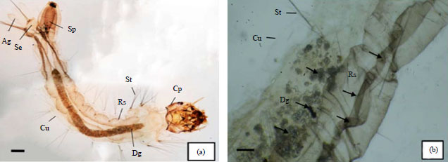 Image for - Inhibitory Effects of Bruceine A Biolarvicide on Growth and Development of Aedes aegypti Larvae