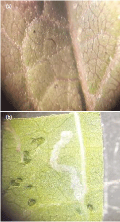 Image for - Morphological Depiction and Life Table of Newly Recorded Jatropha Leaf Miner Stomphastis sp. Stages in Egypt