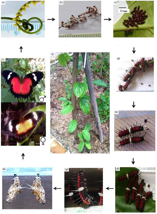 Image for - Life Cycle of Cethosia hypsea Doubleday (Lepidoptera: Nymphalidae) Reared on Adenia macrophylla Blume (Passifloraceae)