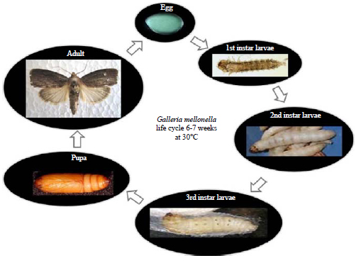 Image for - Morphogenesis of Early Embryonic Development in the Greater Wax Moth, Galleria mellonella (Lepidoptera: Pyralidae)