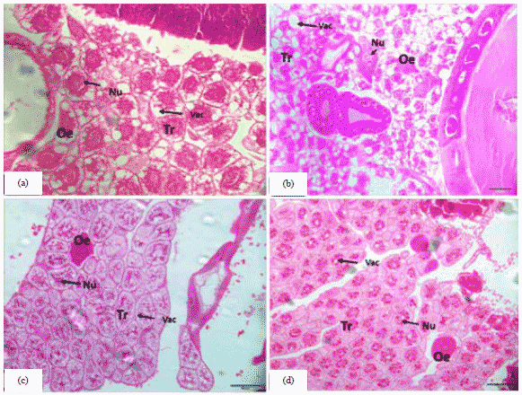 Image for - Comparing the Histological Structure of the Fat Body and Malpighian Tubules in Different Phases of Honeybees, Apis mellifera jemenatica (Hymenoptera: Apidae)