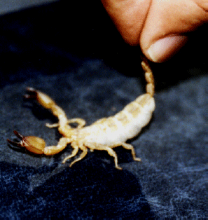 Image for - A Study on Litter Size in Several Important Medical Scorpions
Species (Arachnida: Scorpionida), I.R. Iran
