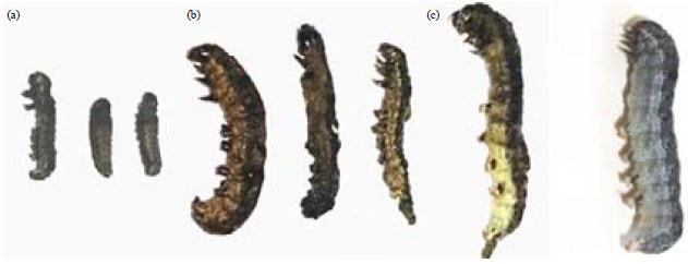 Image for - Effects of Essential Oils on Growth, Feeding and Food Utilization of Spodoptera littoralis Larvae