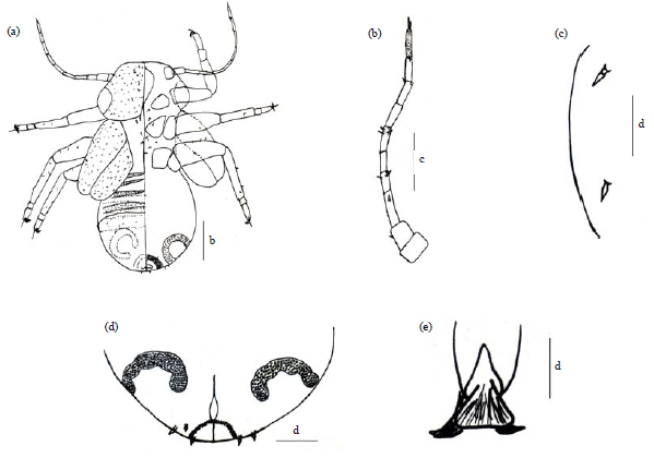 Image for - Newly Described Psyllid Diclidophlebia andjigae sp.n. (Hemiptera: Liviidae), on Grewia venusta (Tiliaceae) from Cameroon