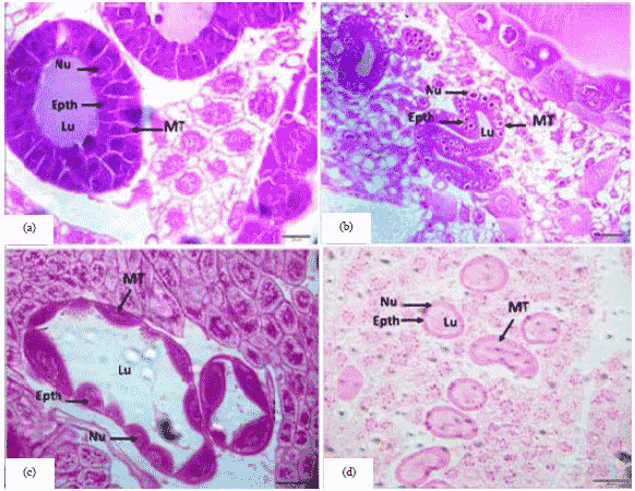 Image for - Comparing the Histological Structure of the Fat Body and Malpighian Tubules in Different Phases of Honeybees, Apis mellifera jemenatica (Hymenoptera: Apidae)
