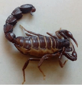 Image for - A Study on Litter Size in Several Important Medical Scorpions
Species (Arachnida: Scorpionida), I.R. Iran