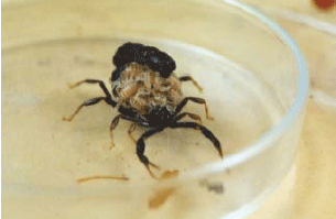 Image for - A Study on Litter Size in Several Important Medical ScorpionsSpecies (Arachnida: Scorpionida), I.R. Iran