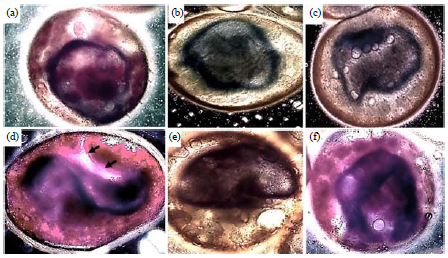Image for - Morphogenesis of Early Embryonic Development in the Greater Wax Moth, Galleria mellonella (Lepidoptera: Pyralidae)