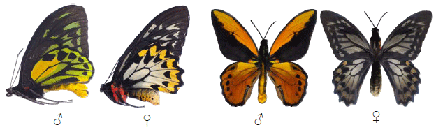 Image for - Genetic Variability of Ornithoptera croesus toeantei Endemic Butterfly in Morotai Island, Based on Morphology and Molecular