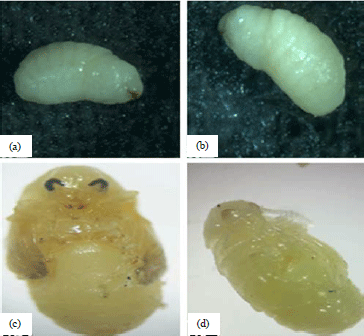 Image for - Morphological, Molecular and Biological Studies on Common Bean Weevil Acanthoscelides obtectus (Say) in Egypt