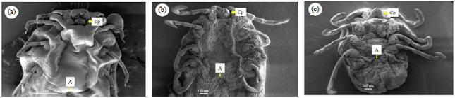 Image for - Acaricidal Activity of Cassia fistula Linn. Ripe Pod Extract Against Rhipicephalus sanguineus Semi-Engorged Females